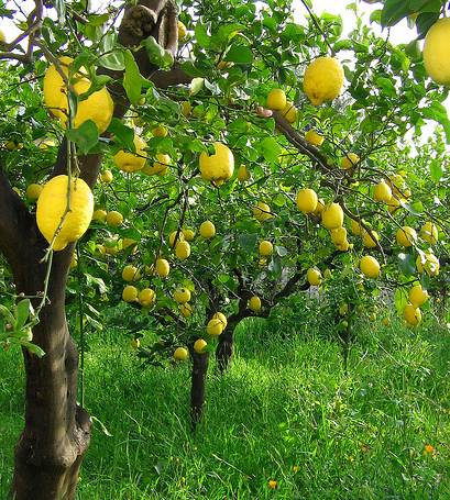 Pictures Of Lemon Trees 110