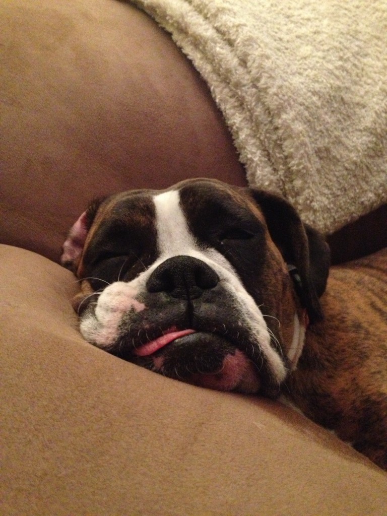 A close-up view of Magnolia. She is missing a lot of teeth and her tongue tends to fall out while she's sleeping.